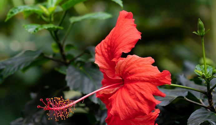 大红色芙蓉花的花语是什么？