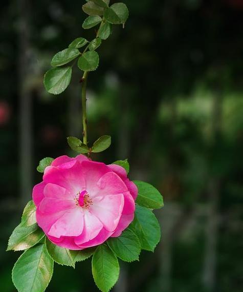紫色蔷薇花的寓意是什么？紫色蔷薇花代表什么情感？