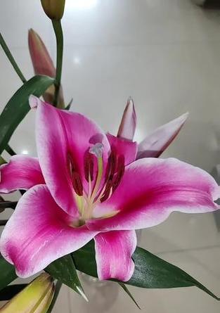 哪些花象征着家庭美满？它们的花语是什么？