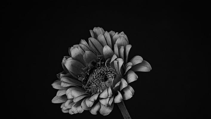 送黑色的花有何特别寓意？黑色花在传统中扮演什么角色？