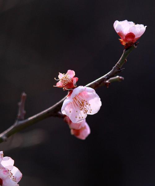 送黑色的花有何特别寓意？黑色花在传统中扮演什么角色？
