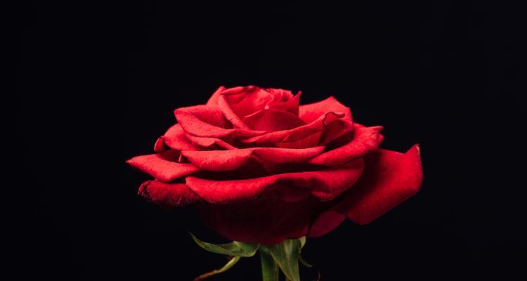 送黑色的花有何特别寓意？黑色花在传统中扮演什么角色？