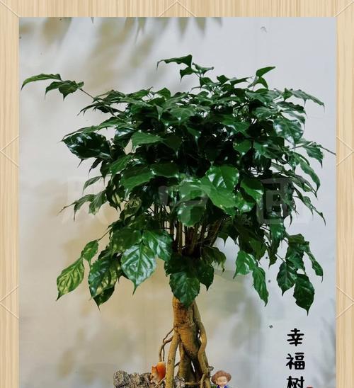 幸福树象征着什么？幸福树的花语有哪些？