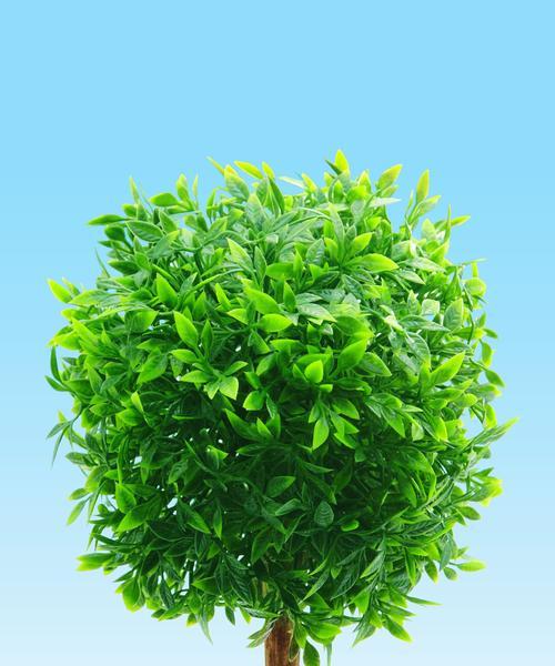 幸福树象征着什么？幸福树的花语有哪些？
