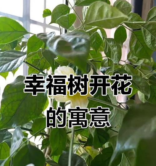 幸福树象征着什么？幸福树的花语有哪些？