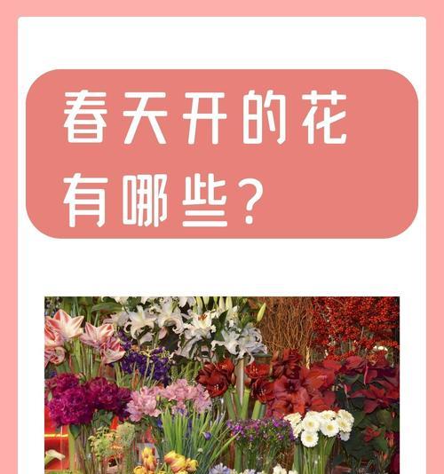 什么花的寓意代表快乐？象征快乐的花朵有哪些？
