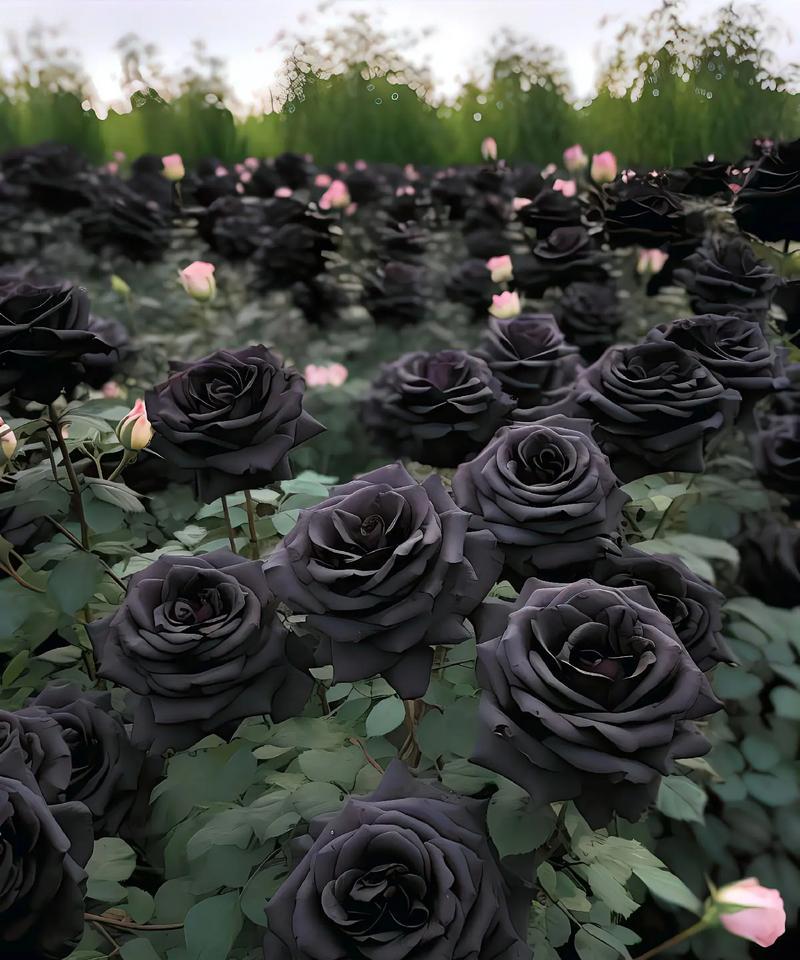 节黑草的花语是什么？节黑草代表的含义有哪些？