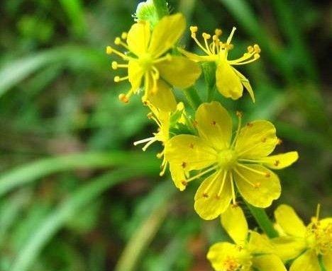 节黑草的花语是什么？节黑草代表的含义有哪些？