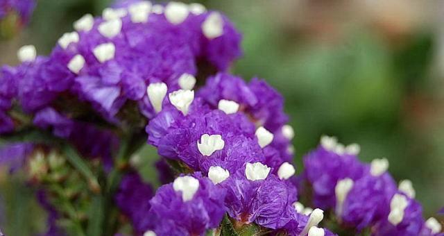 节黑草的花语是什么？节黑草代表的含义有哪些？