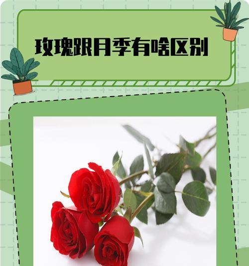 花的文化意义有哪些？
