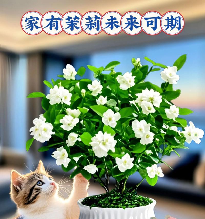 花的文化意义有哪些？