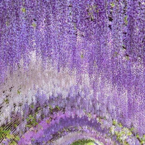 寓意喜乐的花有哪些花名？哪些花象征着快乐和喜悦？