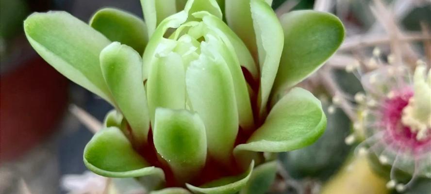浅绿色的花寓意着什么？