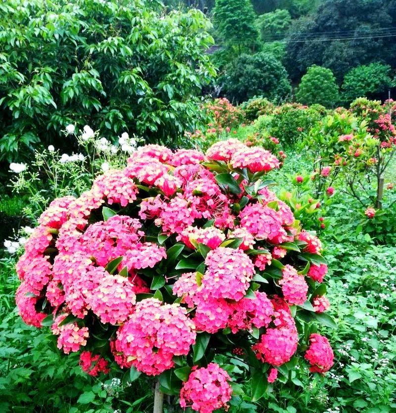 粉色龙船花的寓意是什么？粉色龙船花象征着什么？