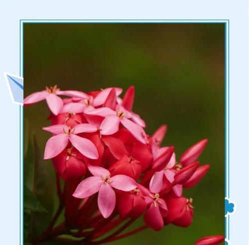粉色龙船花的寓意是什么？粉色龙船花象征着什么？