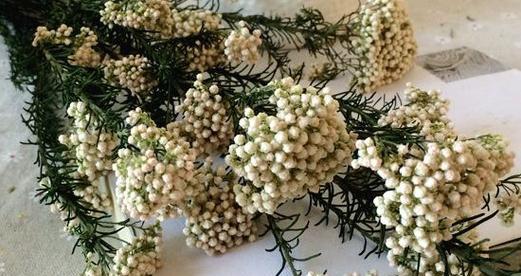 百色米花的寓意是什么？它们在花语中代表什么？