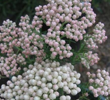 百色米花的寓意是什么？它们在花语中代表什么？