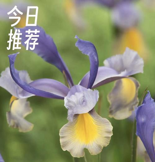 傣族象征的花是什么颜色？这种颜色的花有什么含义？