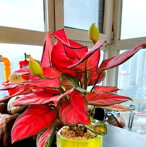 哪种花卉象征着财富和平安？