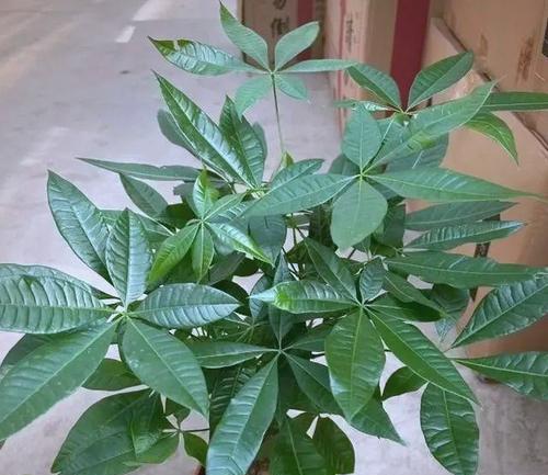 哪种花卉象征着财富和平安？
