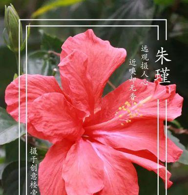 粉色朱槿花寓意何在？花语中隐藏了哪些秘密？