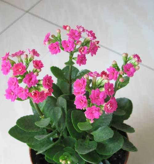 哪种植物的花象征长寿？长寿花有哪些寓意？