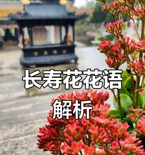 哪种植物的花象征长寿？长寿花有哪些寓意？