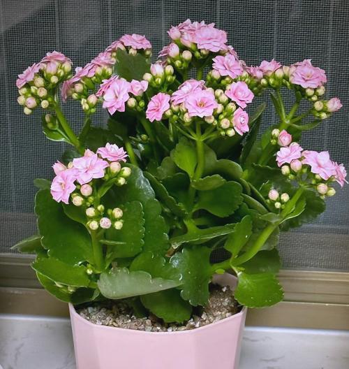 哪种植物的花象征长寿？长寿花有哪些寓意？