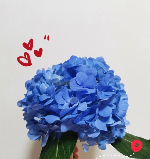 深蓝色花做头像代表什么？有何特别含义？