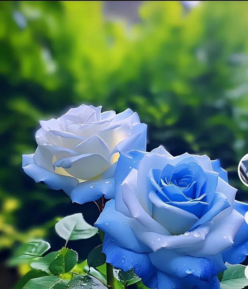 象征平安的水生花有哪些？它们的花语是什么？