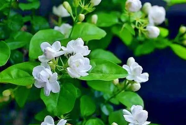 寓意平安吉祥的仿真花是什么？仿真花的象征意义有哪些？