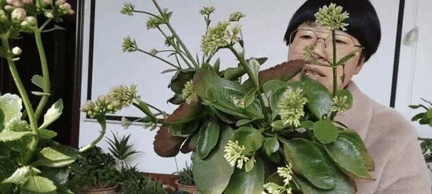 家庭养长寿花有什么寓意？长寿花的寓意是什么？