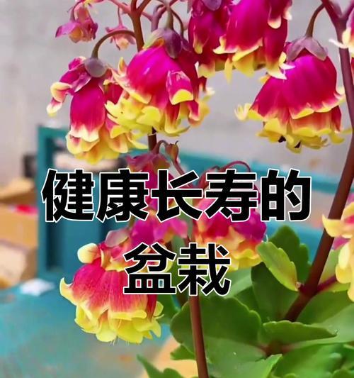 家庭养长寿花有什么寓意？长寿花的寓意是什么？