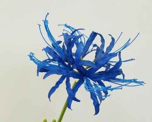 蓝色假花有哪些禁忌和寓意？