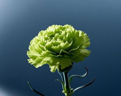 花语中的“轻色”是什么意思？