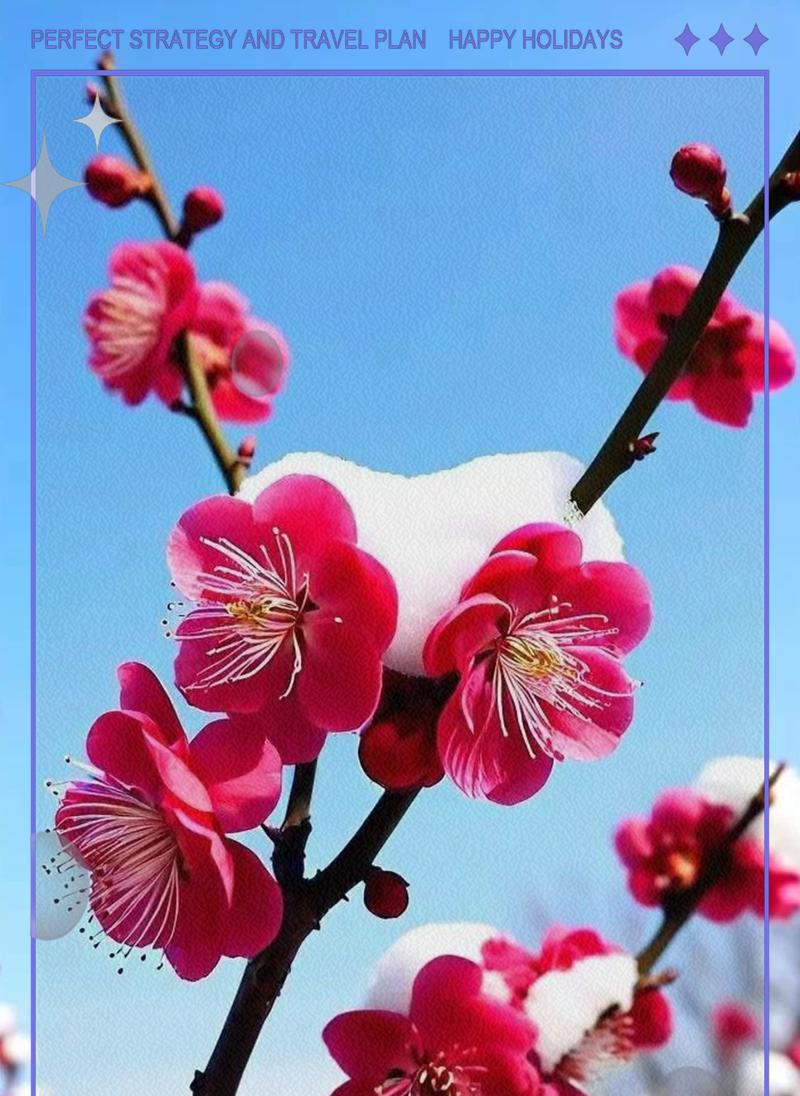 春节红梅代表什么寓意？