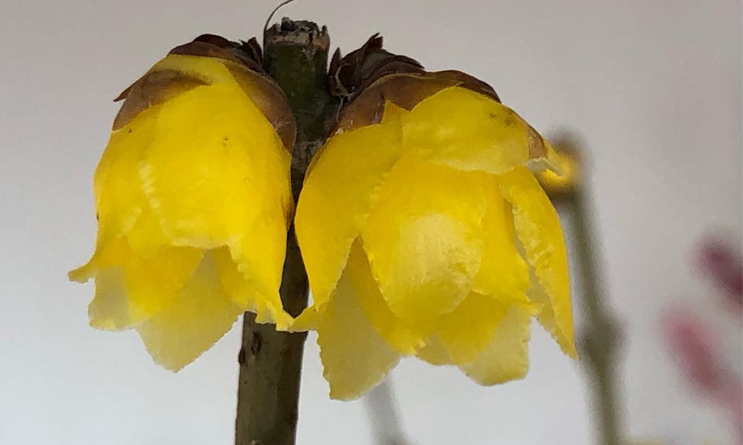 春节红梅代表什么寓意？
