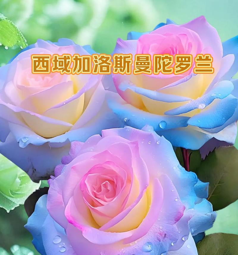 木本曼陀罗黄色的花语是什么？