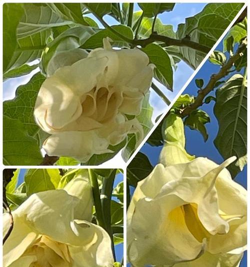 木本曼陀罗黄色的花语是什么？