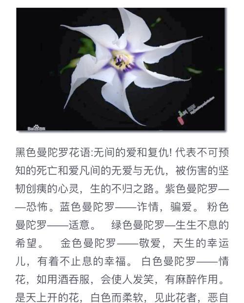 木本曼陀罗黄色的花语是什么？