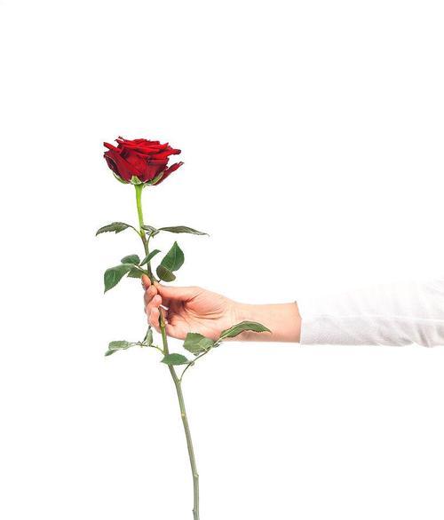 手捧一朵玫瑰花的寓意是什么？
