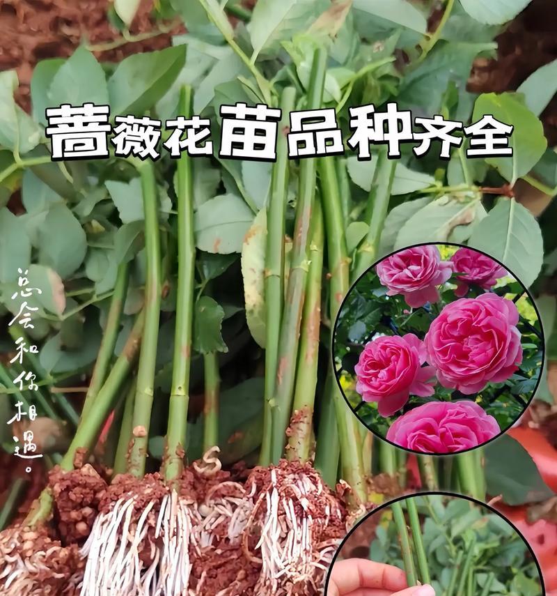 蔷薇花为何象征浪漫？它的花语有哪些？