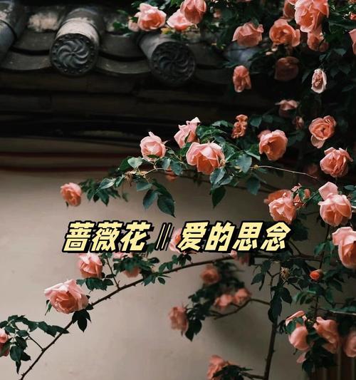 蔷薇花为何象征浪漫？它的花语有哪些？
