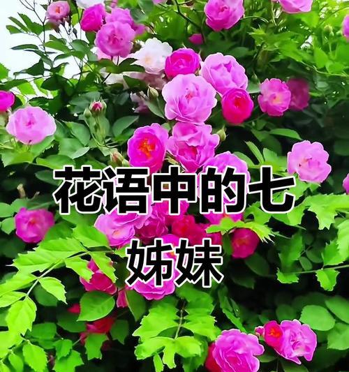蔷薇花为何象征浪漫？它的花语有哪些？