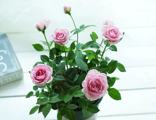 养什么花寓意爱情？花卉中哪些代表爱情？