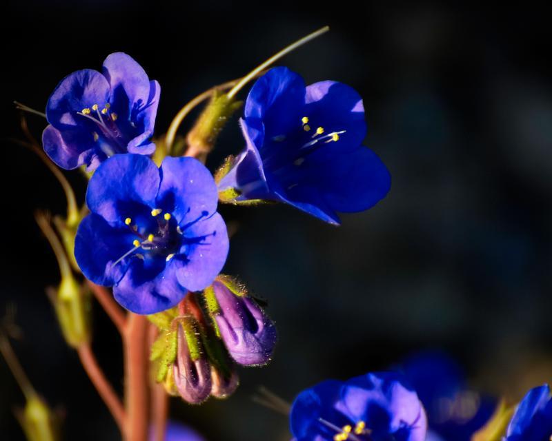 蓝色时期花语是什么？
