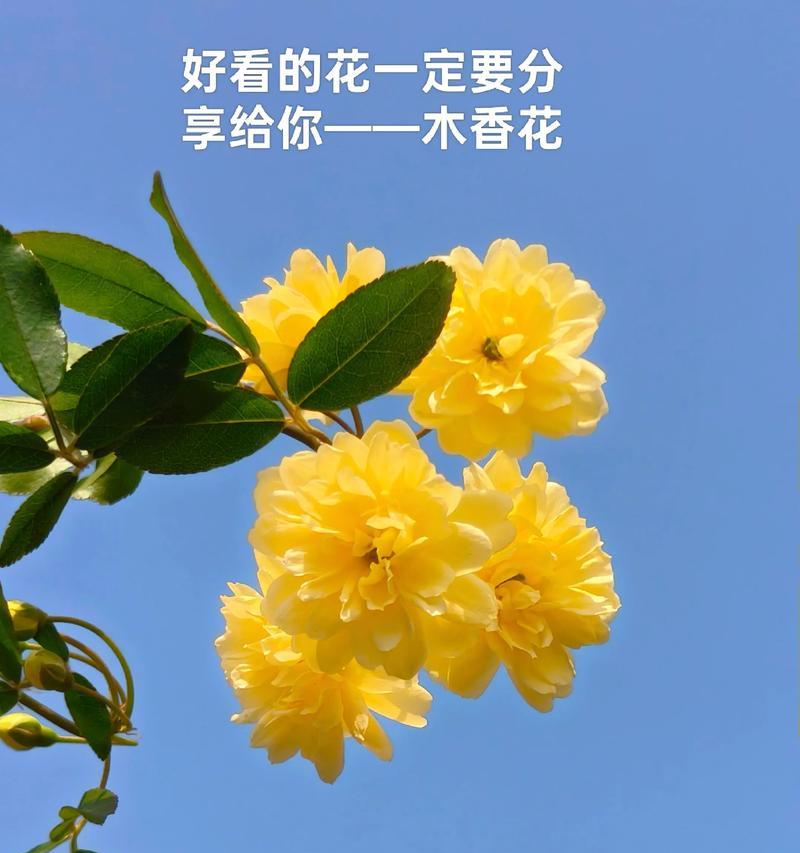 哪种花代表可靠的爱情？可靠爱情的花语是什么？