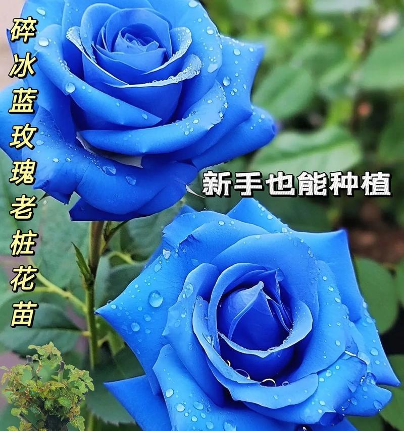 白蓝色花卉的寓意是什么？白蓝色花束的象征意义是什么？