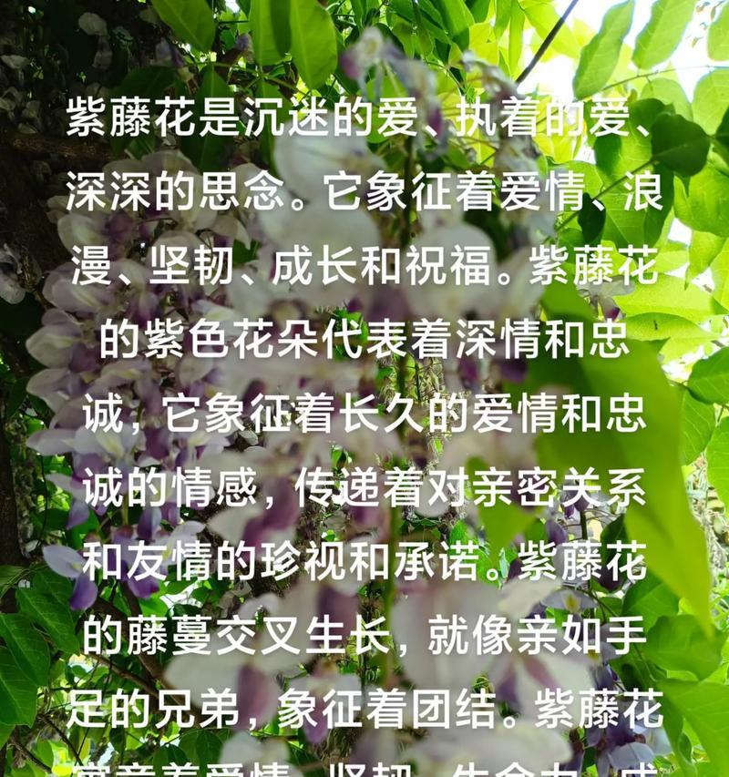 哪种花象征着爱情的执着？