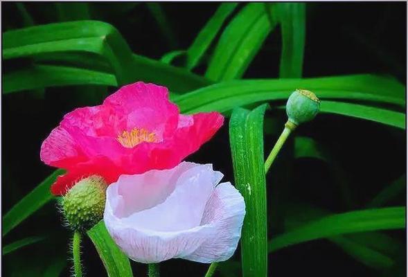 哪种花象征夫妻和睦与幸福？